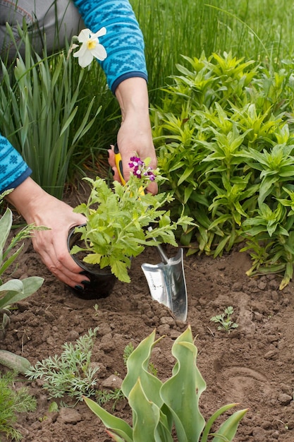 Gärtner pflanzt Eisenkrautblumen in einem Boden in einem Gartenbeet mit Kelle