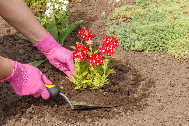 Gärtner pflanzt rote Eisenkrautblumen mit Schaufel auf einem Gartenbeet Blumenbeetorganisation