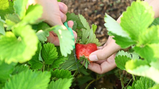 Gärtner pflückt Erdbeeren im Garten. Bauer mit frischem Bio-Obst in der Erntezeit.