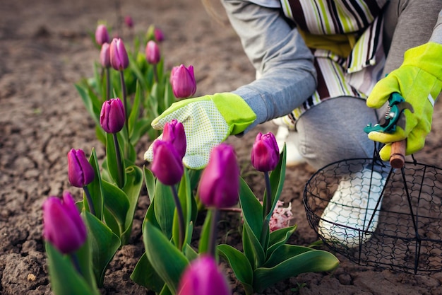 Gärtner pflückt lila Tulpen im Frühlingsgarten Frau schneidet Blumen mit einer Gartenschere ab, die sie im Korb pflückt