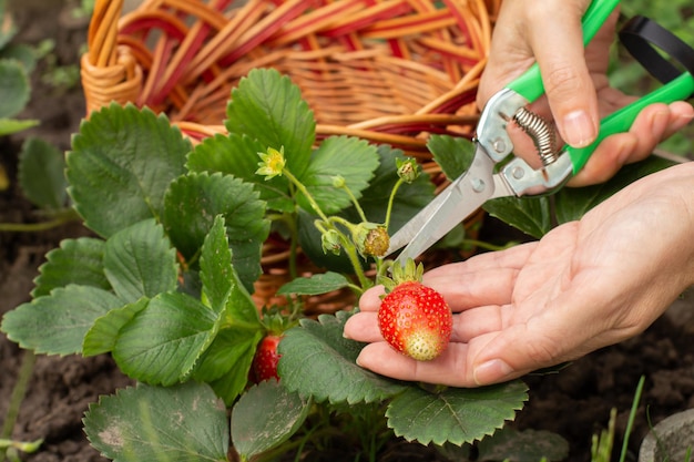 Gärtner sammelt eine reife Erdbeere Reife und unreife Erdbeeren am Strauch im Garten