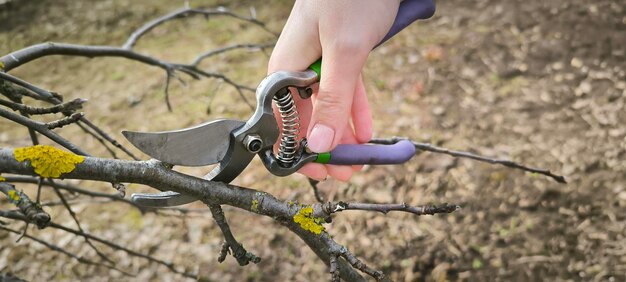 Gärtner schneidet Bäume, Büsche, Apfelbaumzweige, Landwirtschaft, Frühlingsarbeit im Freien, Ökologie