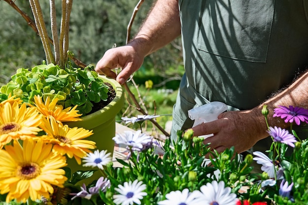 Gärtner sprüht sauberes Wasser oder Flüssigdünger auf Pflanzen an der Theke des Blumenladens im Freien