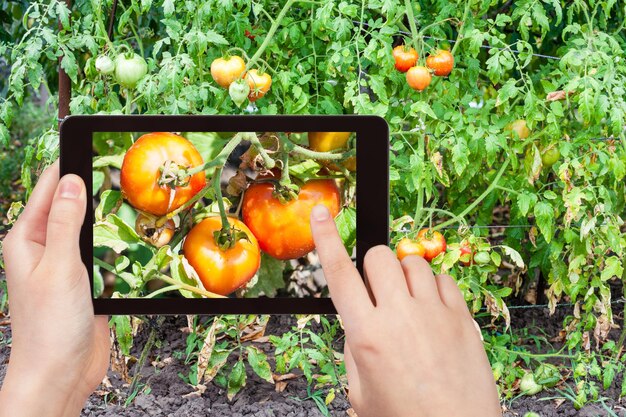 Gärtnerfotos von reifen Tomaten im Garten