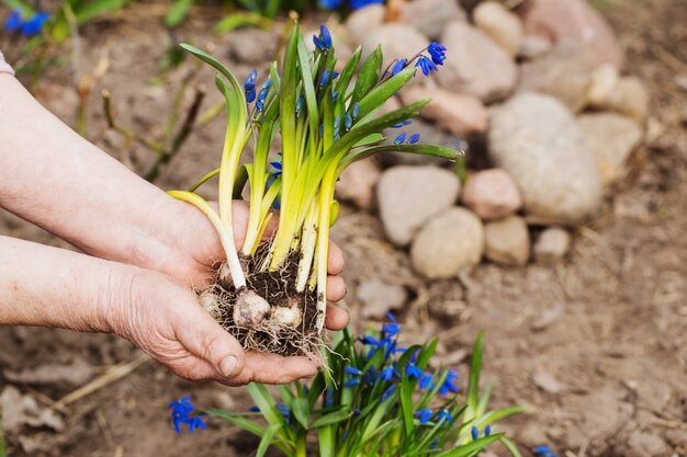 Gärtnerhände, die Blumen am Garten pflanzen