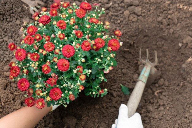 Gärtnerhände, die rote Chrysanthemen in das Gartenbett ganz oben pflanzen.