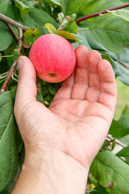 Gärtnerhand, die roten Apfel pflücken. Weibliche Hand greift nach den Äpfeln am Baum