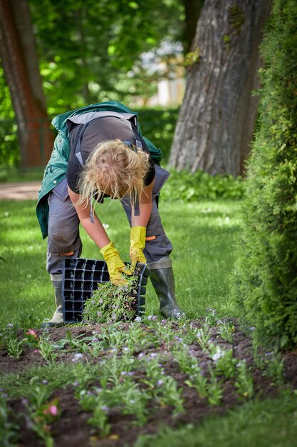 Gärtnerin, die Blumen im sonnigen Park pflanzt