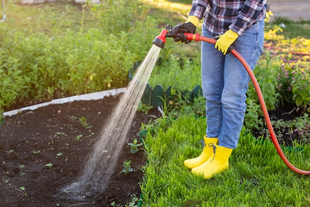 Gärtnerin, die ihre Gartenbetten mit Schlauch am sonnigen warmen Frühlingstag wässert. Pflanzenpflege in der neuen Saison