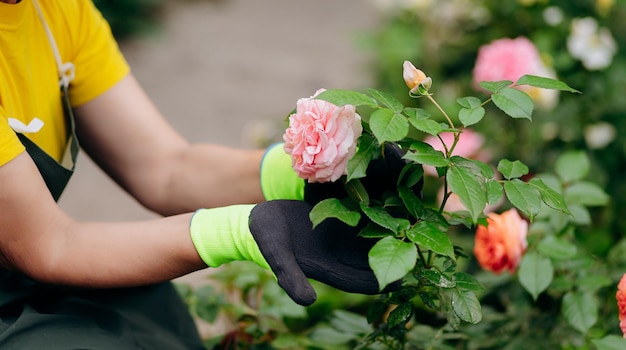 Gärtnerin, die in ihrem Garten arbeitet Das Konzept der Gartenarbeit, die Blumen und Pflanzen anbaut und pflegt