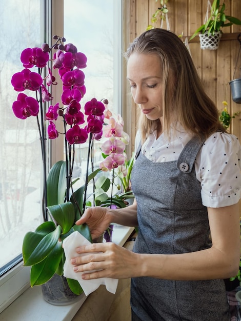 Gärtnerin, die sich um eine Orchideen-Topfpflanze kümmert Waschen der Blätter von Phalaenopsis-Orchideen Home Gardening Orchideenzucht
