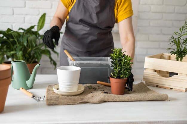 Gärtnerin, die Zimmerpflanzen in Töpfen auf Holztisch in der Nähe umpflanzt Konzept des Hausgartens und Pflege von Pflanzen im Blumentopf