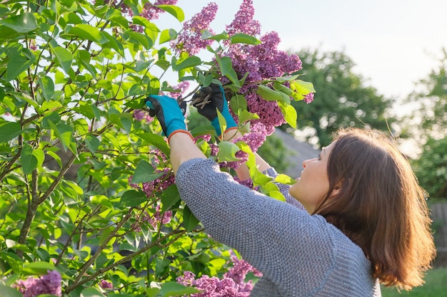 Gärtnerin in Handschuhen mit Gartenschere, die lila Zweige schneidet