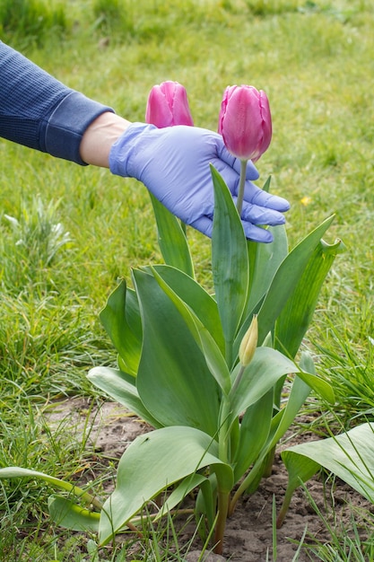 Gärtnerin kümmert sich um Tulpenblumen im Garten