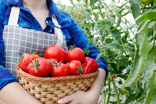 Gärtnerin mit einem Korb mit geerntetem Gemüse im Garten in einem Gewächshaus Tomatenerntekonzept