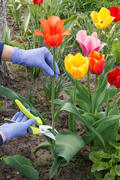 Gärtnerin mit Gartenschere schert eine Tulpenblume