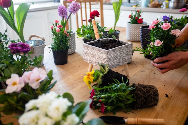 Gärtnerin pflanzt eine Blume in einen Topf