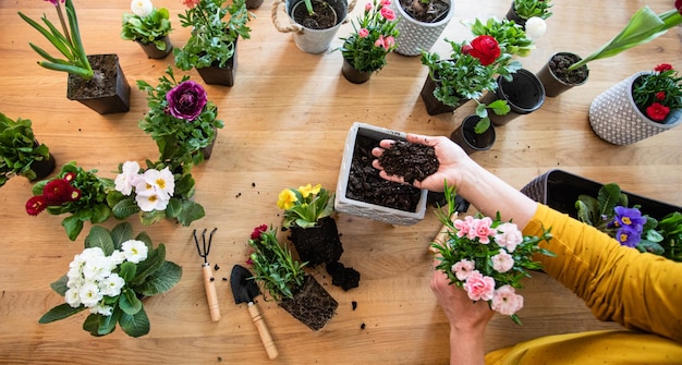 Gärtnerin pflanzt eine Blume in einen Topf