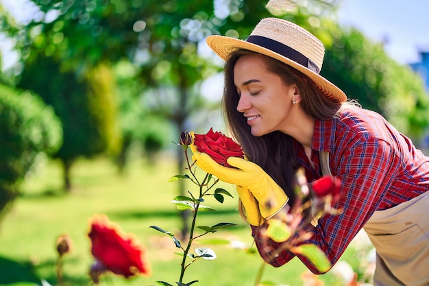 Gärtnerin riecht und genießt den Duft einer Rosenblume im Hausgarten an einem sonnigen Tag