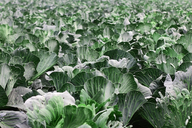 Gärtnerische und landwirtschaftliche Aktivitäten während der Erntezeit Kohlreihen