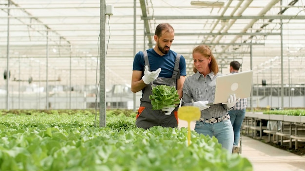 Gärtnermann diskutiert über kultiviertes grünes Gemüse mit einer agronomischen Geschäftsfrau, die die landwirtschaftliche Produktion auf einem Laptop eingibt, der in einer Gewächshausplantage arbeitet. Landwirt, der frische Bio-Salate erntet