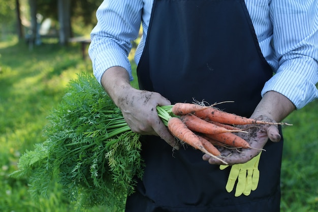 Gärtnermann mit Karottenernte in der Hand