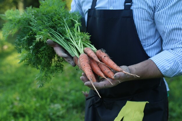 Gärtnermann mit Karottenernte in der Hand