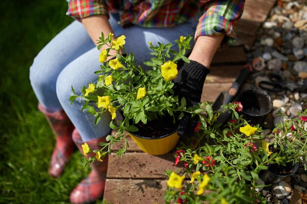 Foto gärtnerpflanzen mit blumentopfwerkzeugen. frauenhand pflanzt blumen petunien im sommergarten zu hause, im freien. das konzept der gartenarbeit und blumen.