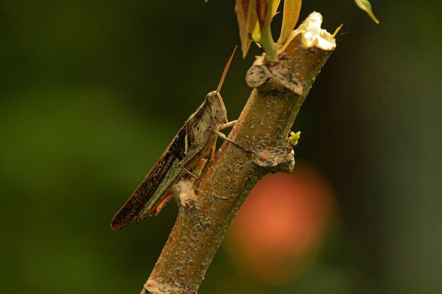 Gafanhoto Chorthippus Brunneus em visão macro empoleirado em um galho