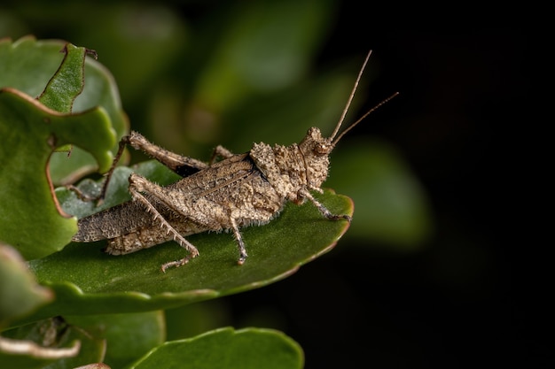 Gafanhoto de chifre curto da família Ommexechidae