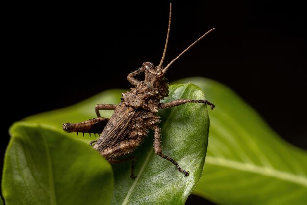 Gafanhoto de chifre curto da família Ommexechidae