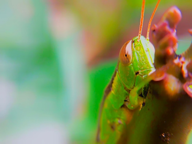 Gafanhoto em um caule de planta com fundo desfocado Foto de animal macro