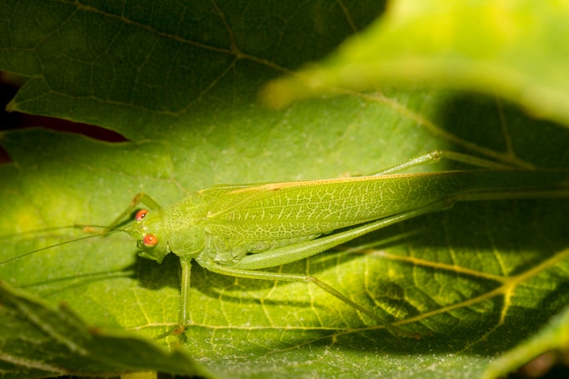 Gafanhoto Europeu (Tettigonia viridissima)