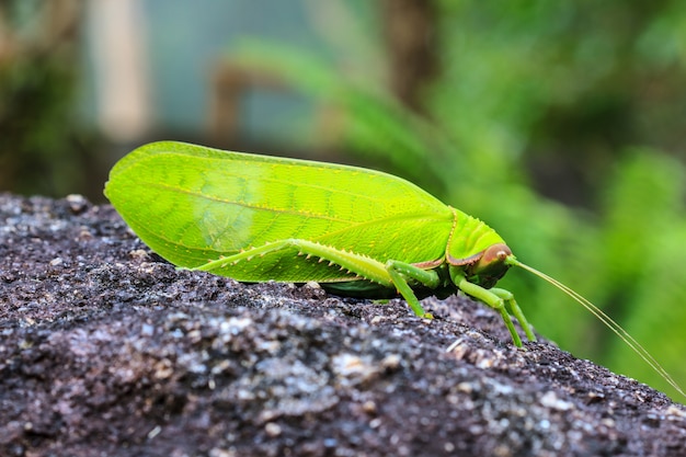 Gafanhoto macro em pedra