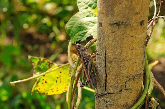 Gafanhoto marrom sentado no galho de árvore. Inseto macro em um fundo verde. Fotografia da natureza.