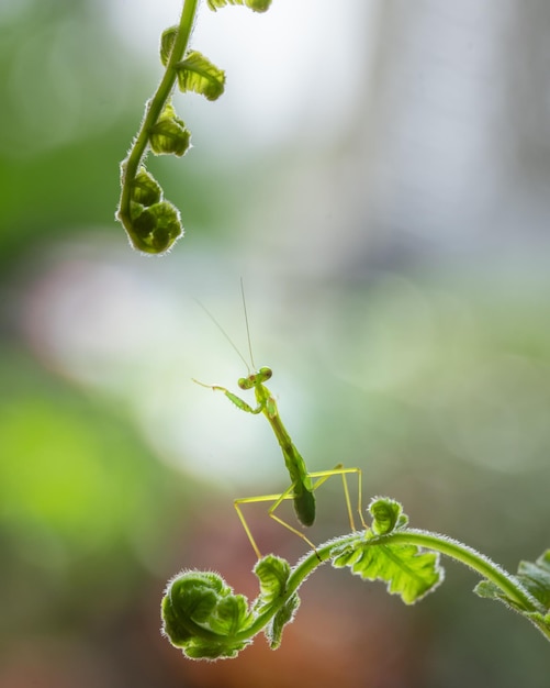 gafanhoto na folha de samambaia na primavera