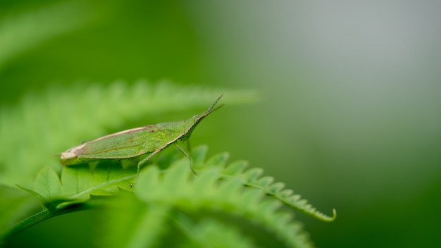 Gafanhoto na folha verde