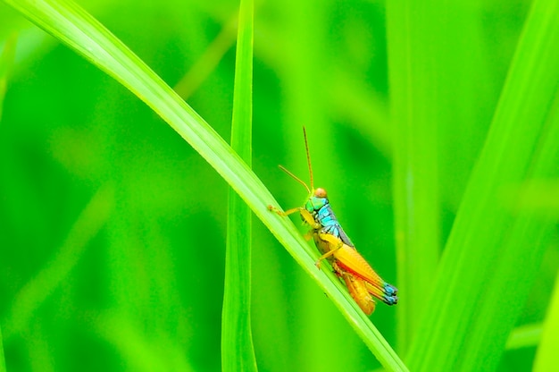 Gafanhoto na grama verde