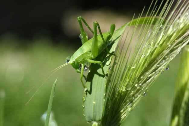 Gafanhoto no trigo