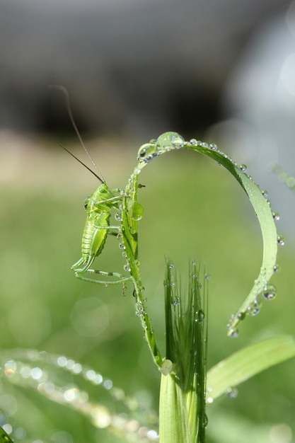 Gafanhoto no trigo