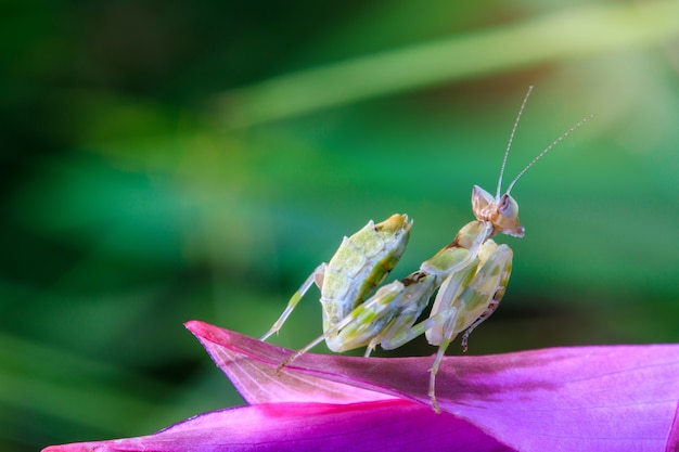 Gafanhoto novo na flor roxa.