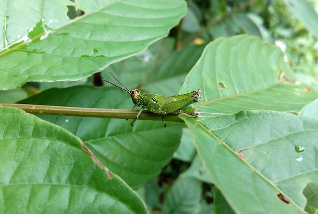 Gafanhoto verde com pontos pretos