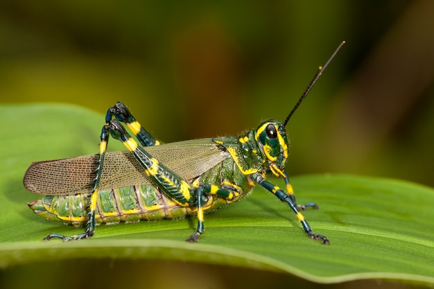 Gafanhoto verde na folha