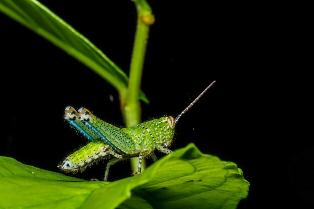 Gafanhoto verde na folha