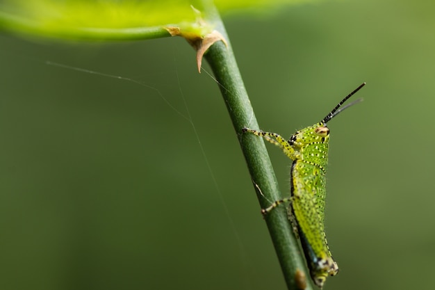 Gafanhoto verde na planta