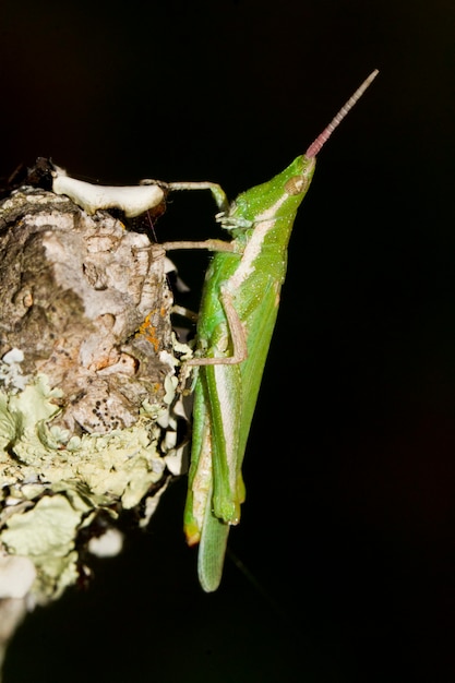 Foto gafanhoto verde (pyrgomorpha conica)