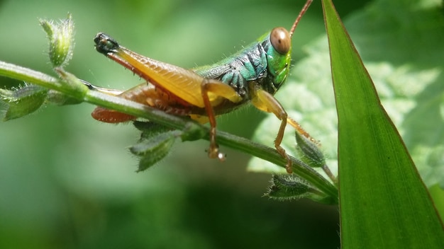 gafanhoto verde