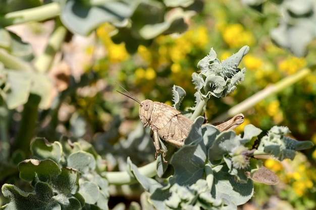 Gafanhotos jovens Locusta migratoria sentados na planta seu habitat natural fechado na primavera