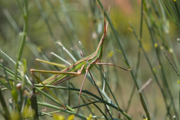 Gafanhotos Lytta vesicatoria Málaga Espanha