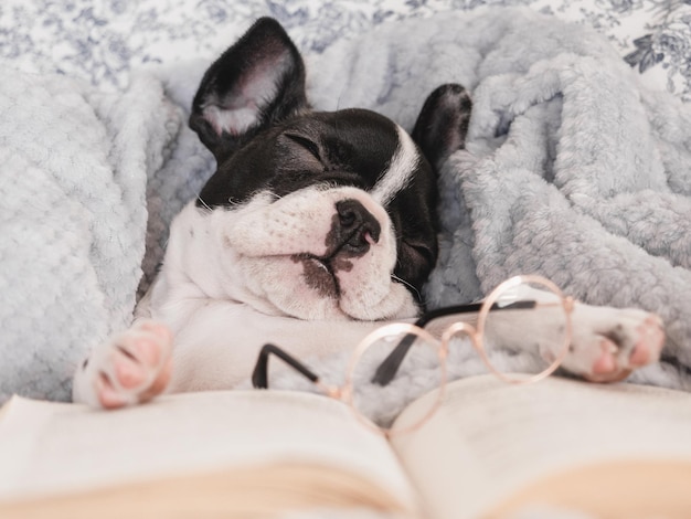 Gafas de perrito lindo y primer plano de libro antiguo